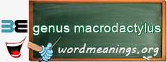 WordMeaning blackboard for genus macrodactylus
